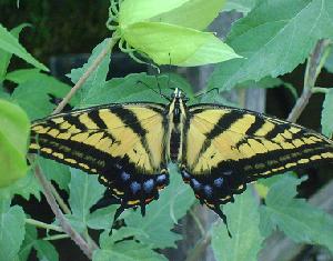 butterfly